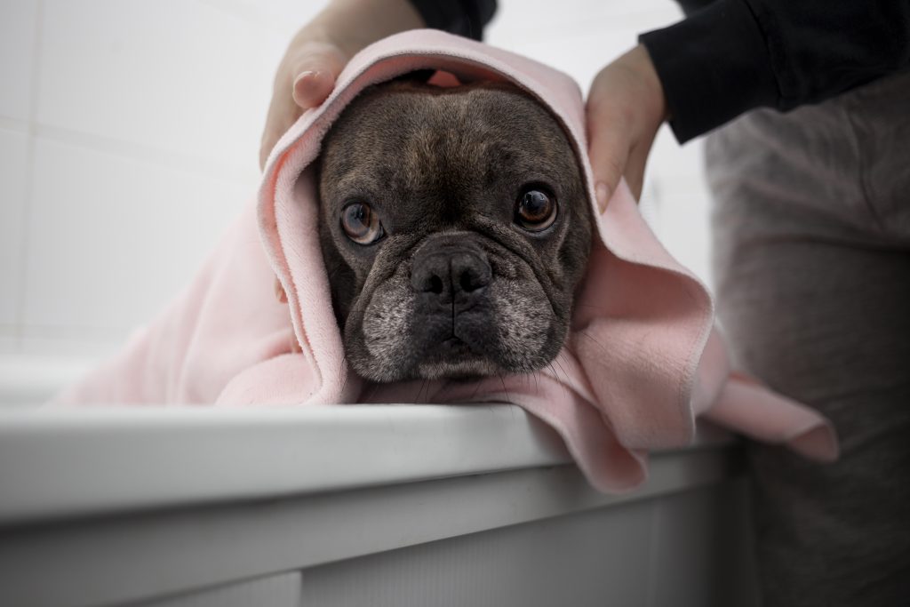estilo-de-vida-y-cuidado-del-perro,bañara a un perro